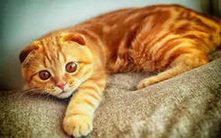 Кой има най-красивите котки