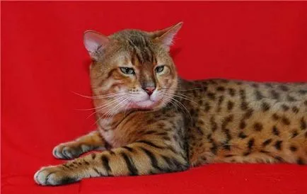 Кой има най-красивите котки