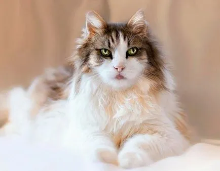 Кой има най-красивите котки Кой има най-красивите котки