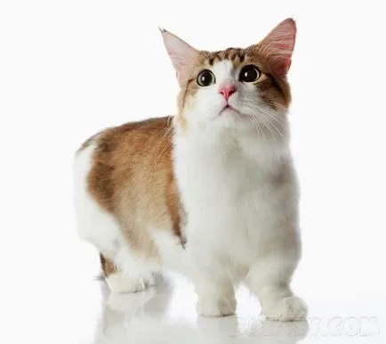 Кой има най-красивите котки