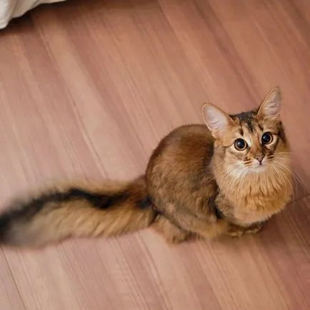 Кой има най-красивите котки Кой има най-красивите котки