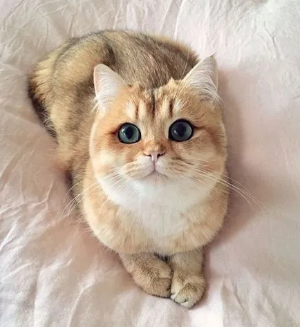 Кой има най-красивите котки Кой има най-красивите котки