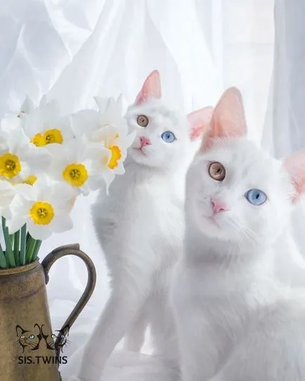 Кой има най-красивите котки Кой има най-красивите котки