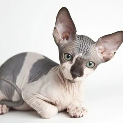 Sphynx породи котки