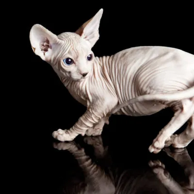 Sphynx породи котки