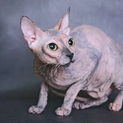 Sphynx породи котки