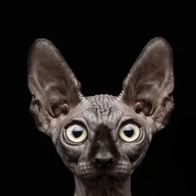Sphynx породи котки