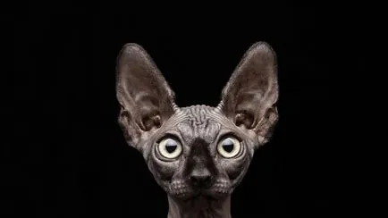 Sphynx породи котки