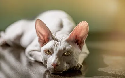 Sphynx породи котки
