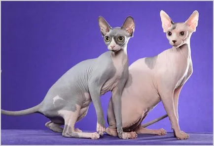 Sphynx породи котки Sphynx породи котки