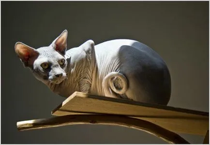 Sphynx породи котки Sphynx породи котки
