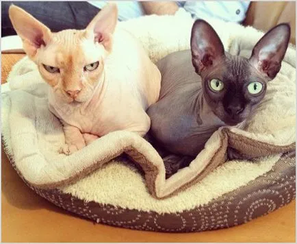 Sphynx породи котки Sphynx породи котки