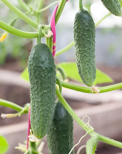 Краставица разновидности на смелост