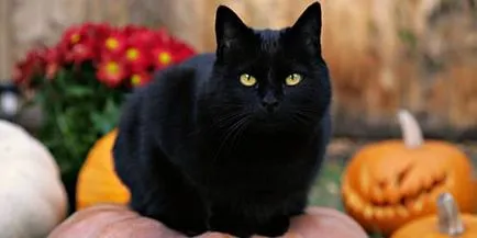 Две черни котки