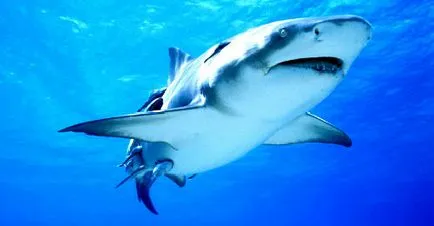 Shark мечта книга какво