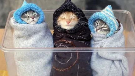 Сад снимки с котки