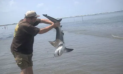 Shark мечта книга какво