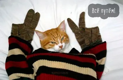 Сад снимки с котки