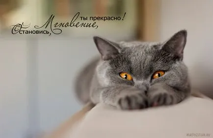 Сад снимки с котки