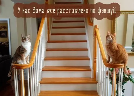 Сад снимки с котки