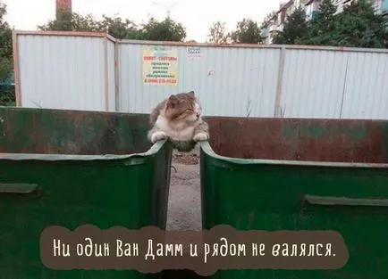 Сад снимки с котки