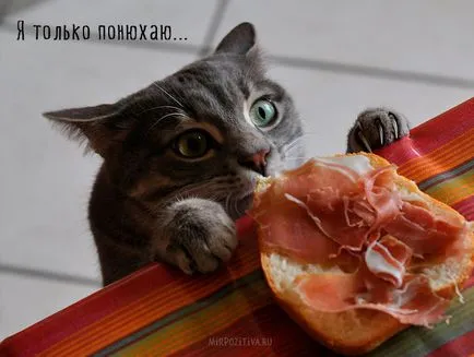 Сад снимки с котки