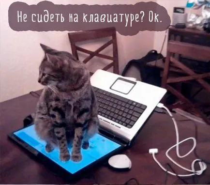 Сад снимки с котки