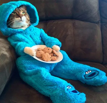 Сад снимки с котки