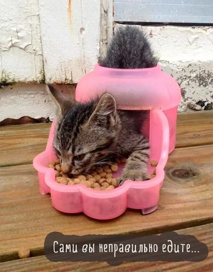 Сад снимки с котки