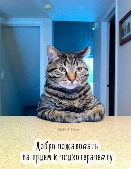 Сад снимки с котки