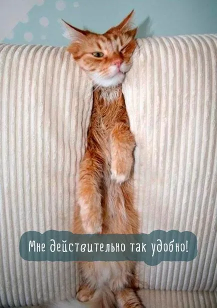 Сад снимки с котки