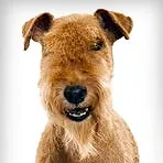 порода куче, без вълна