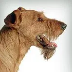 порода куче, без вълна