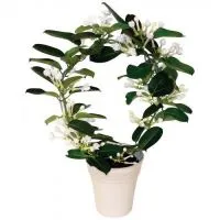 грижа Stephanotis у дома