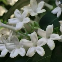 грижа Stephanotis у дома