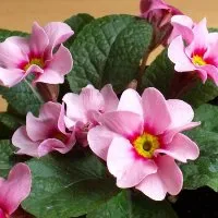 грижа Stephanotis у дома