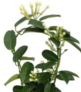 грижа Stephanotis у дома