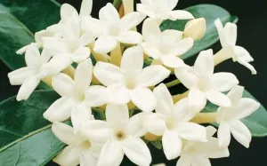 грижа Stephanotis у дома