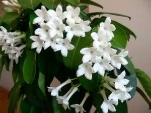 грижа Stephanotis у дома