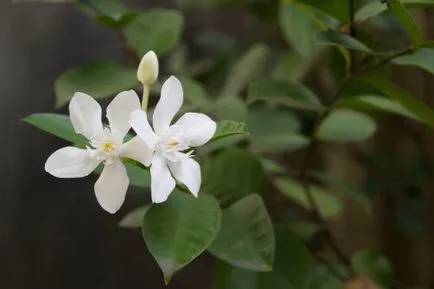 грижа Stephanotis у дома