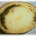 Какво е картофени клубени