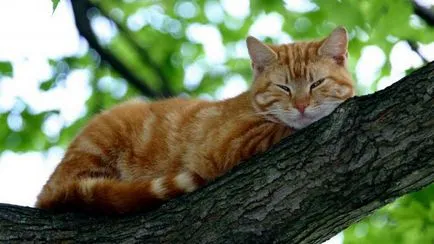 На колко години е котката за една година