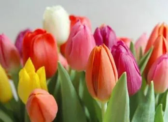 отглеждане и грижа Лалета
