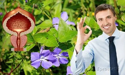 Събиране на билки за лечение на