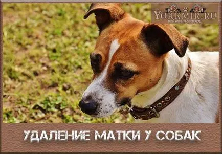 Кучето след отстраняване