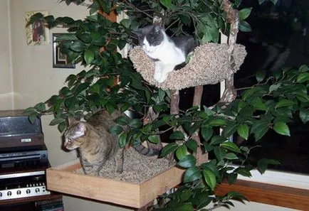 Дърво за котки