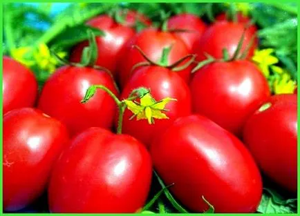Ultrarannie домати