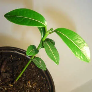 грижа Stephanotis у дома грижа Stephanotis у дома