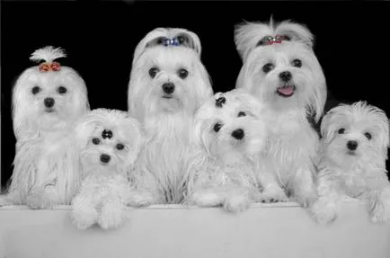 порода куче, без вълна