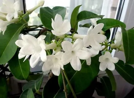 грижа Stephanotis у дома